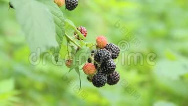 黑树莓的浆果挂在灌<strong>木</strong>上。 <strong>花枝</strong>上的西葫芦